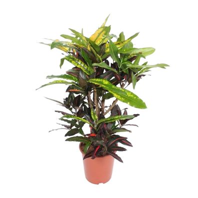 Codiaeum Mango (Croton Mango) - Ø27cm - ?110cm