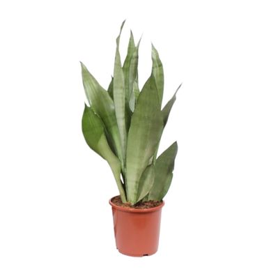 Sansevieria Moonshine - Ø17cm - ?60cm