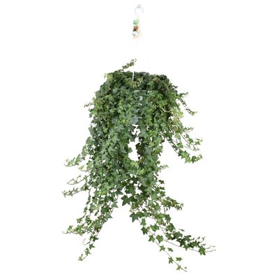 Hedera Helix Pitsburg - Hang/XXL - Ø24cm - ?cm