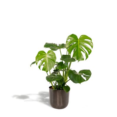 Monstera Deliciosa + Topf Mayk Lead - 80cm hoch und 21cm Durchmesser für Ihr Zuhause