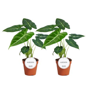 Alocasia Frydek - 2 Stücke - Ø12cm - ?35cm