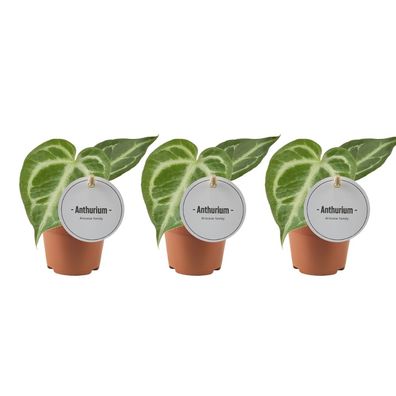 Anthurium Silver Blush - 3 Stücke - Ø6cm - ?15cm