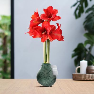 No Water Flowers® (gewachste Amaryllis) | Waxz® Marble - Dunkelgrün mit roten Blüten