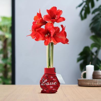 No Water Flowers® (wax amaryllis) | Fashionz Love - Red + Red flower