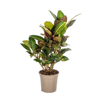 Codiaeum 'Croton' Petra Zimmerpflanze Ø21cm - Höhe 70-80cm in attraktiven Farben