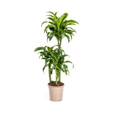 Dracaena Deremensis Dorado Zimmerpflanze Ø21cm - Höhe 110cm, elegante grüne Blätter