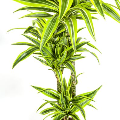 Dracaena Deremensis Lemon Lime Pflanze Ø24cm Höhe 140cm - Dekorativ für Ihr Zuhause