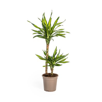 Dracaena Deremensis Rikki Ø19cm - ?80cm