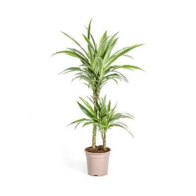 Dracaena Deremensis White Stripe Ø19cm - ?80cm