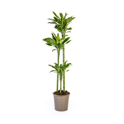 Dracaena Fragrans Golden Coast, 24cm Topf, bis 140cm hoch" (93 characters)