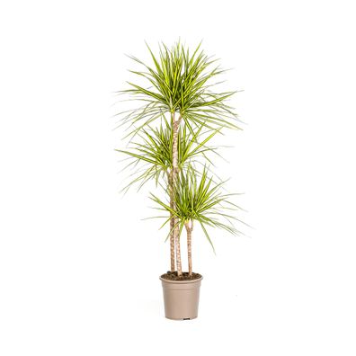 Dracaena Marginata Sunray Zimmerpflanze Ø24cm - Höhe 140cm, Pflegeleicht und Robus