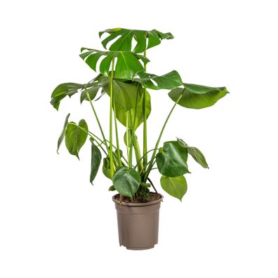 Monstera Deliciosa Tauerii - Zimmerpflanze Ø21cm, Höhe 80cm, ideale Pflegeanleitung?