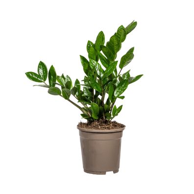 Zamioculcas Zamiifolia Ø17cm - ?40-50cm