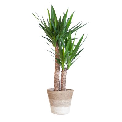 Yucca Elephantipes mit Korb Lissabon weiß - 90cm - Ø21