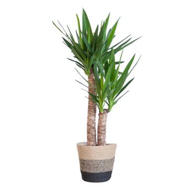 Yucca Elephantipes mit Korb Lissabon Schwarz - 90cm - Ø21