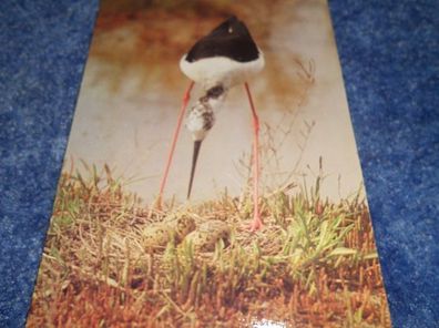 4967 / Ansichtskarte-/ Postkarte - Stelzenläufer