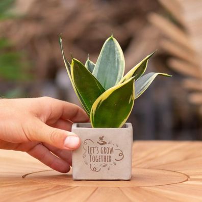 Congreetz® plantpots + Sansevieria | Let's grow together