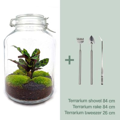 Flaschengarten - Calathea - 28 cm hoch - DIY-Paket mit Rake & Shovel und Ziersteinen