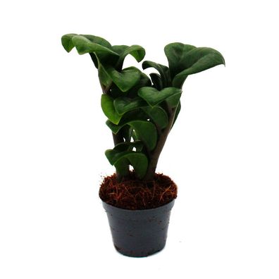 Mini-Pflanze Zamio Palme Zamioculcas zamiifolia Glücksfeder pflegeleicht Baby-Plan