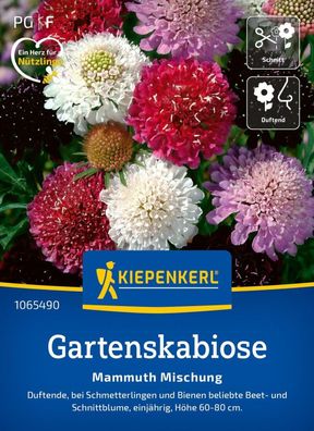 Gartenskabiose Mammuth Mischung, Nektarspender für Schmetterlinge und Bienen