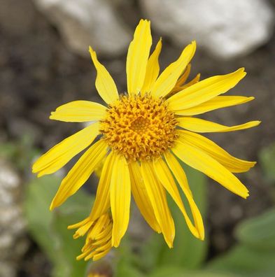 Berg Wohlverleih - Arnica montana