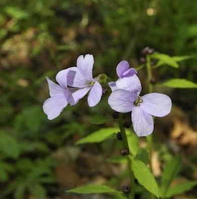 Zwiebel Schaumkraut - Cardamine bulbifera