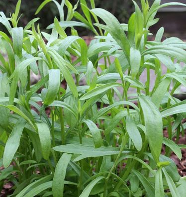 Deutscher Estragon Franse Dragon - Artemisia dracunculus