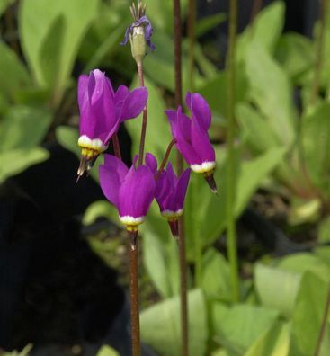 Götterblume Red Wings - Dodecatheon pulchellum