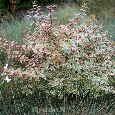 Buntblättrige Abelie Confetti 25-30cm - Abelia grandiflora