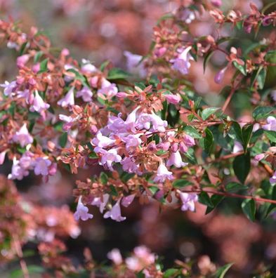 Chinesische Abelie Ping Pong 30-40cm - Abelia chinensis