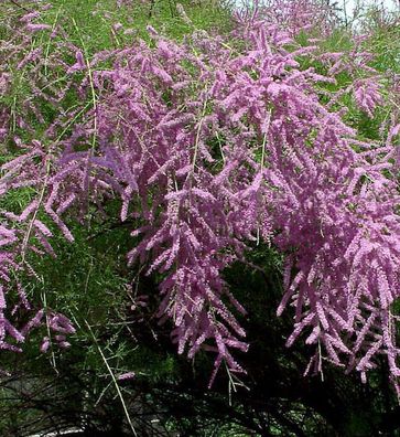 Heide-Tamariske Pink Cascade 80-100cm - Tamarix ramosissima