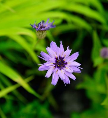 Rasselblume Major - Catananche caerulea