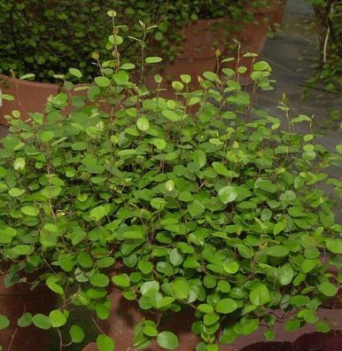 Drahtstrauch - Muehlenbeckia complexa