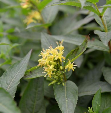 Buschgeißblatt Butterfly 80-100cm - Diervilla sessilifolia