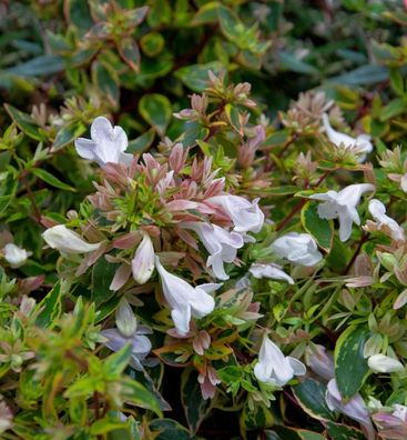 Großblumige Abelie Sunshine Daydream 30-40cm - Abelia grandiflora