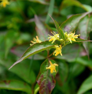 Buschgeißblatt Diva 40-60cm - Diervilla sessilifolia