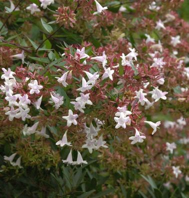 Chinesische Abelie Autumn Festival 20-30cm - Abelia chinensis