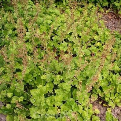 Henne mit Küken - Tolmiea menziesii