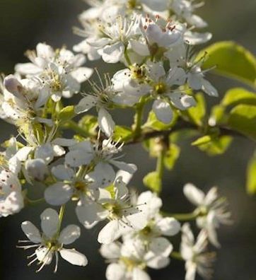 Steinweichsel 60-80cm - Prunus mahaleb