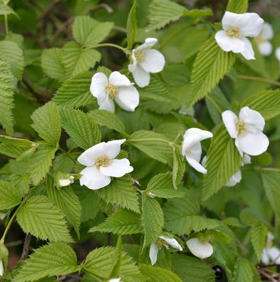 Scheinkerrie 60-80cm - Rhodotypos scandens