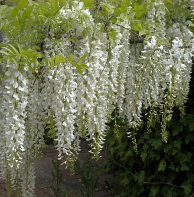 Weißer Chinesischer Blauregen 60-80cm - Wisteria sinensis