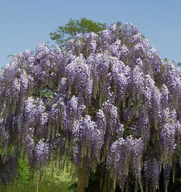 Blauregen Aunt Dee 60-80cm - Wisteria floribunda