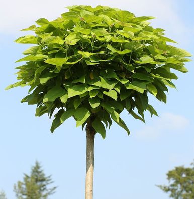 Hochstamm Trompetenbaum 100-125cm - Catalpa bignonioides