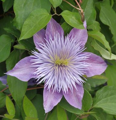 Evison Waldrebe Crystal Fountain® 60-80cm - Clematis