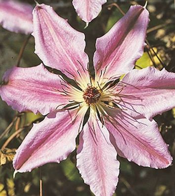 Waldrebe John Paul II 60-80cm - Clematis