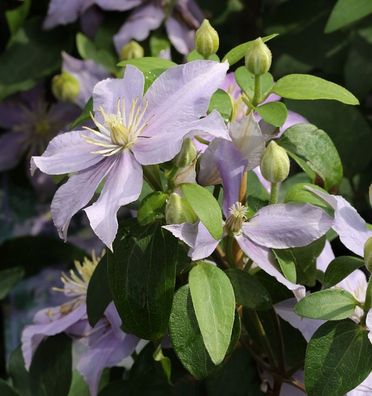 Waldrebe Justa 40-60cm - Clematis