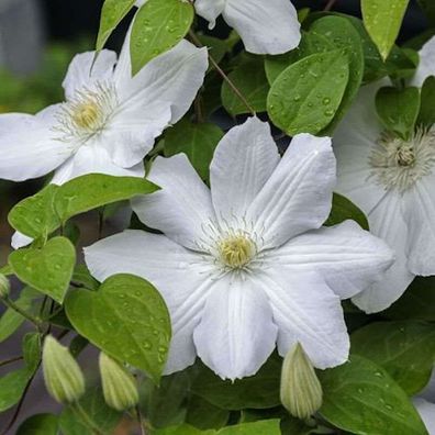 Waldrebe Madame Le Coultre 40-60cm - Clematis