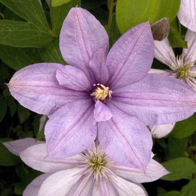 Waldrebe Margaret Hunt 60-80cm - Clematis