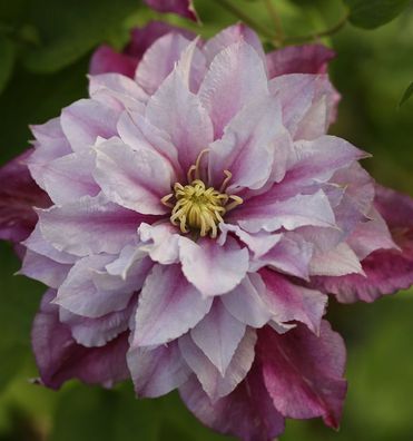Waldrebe Piilu 40-60cm - Clematis