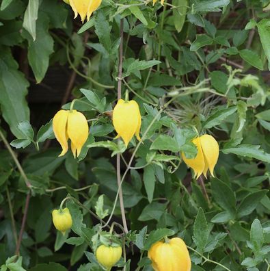 Gold Waldrebe 40-60cm - Clematis tangutica